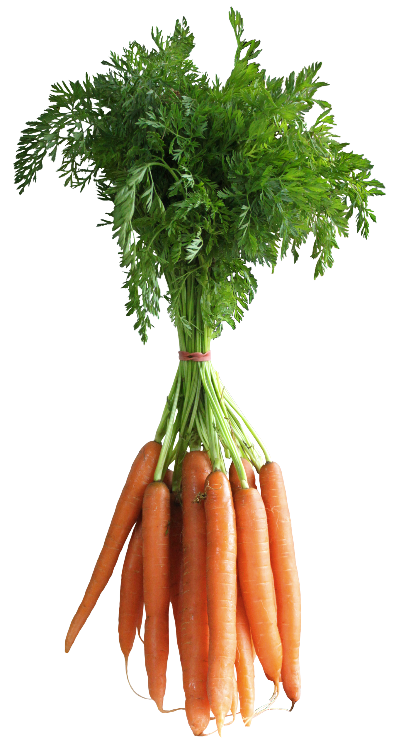 bush of carrots